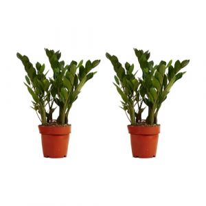 Bloomique - Lot de 2 - Zamioculcas Zamiifolia - Palmier d'int&eacute;rieur - Plante ZZ - Plantes d'int&eacute;rieur - Purifiant l'air - Tr&egrave;s facile d'entretien - 30-40 cm de haut - Pot 12 cm (Bloomique NL, neuf)