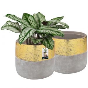KOTARBAU® 2 x Pot De Fleurs doré ⌀ 11,5 cm|Pot en Céramique Non-Émaillée pour Fleurs Et Herbes|Cache-Fleurs en Céramique Non-Émaillée|Cache Fleurs en Céramique|Pot De Fleurs en Céramique Naturelle (KOTARBAU, neuf)
