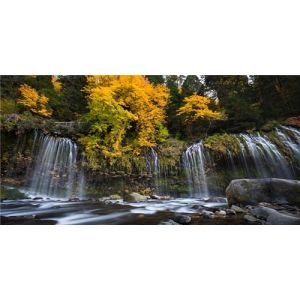 MIRRORANG 91x50cm Fond de Terrarium Cascade for&ecirc;t Tropicale Humide Fond d'aquarium Arbres Jaunes lac Pierre Rocheux Reptile Habitat Fond Fond Vinyle Durable (MIRRORANG Shop EU, neuf)