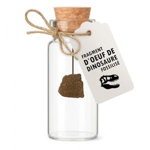 Fossile de dinosaure - Fragment de coquille d&rsquo;&oelig;uf fossilis&eacute; - V&eacute;ritable vestige du cr&eacute;tac&eacute;, cadeau authentique, arch&eacute;ologue, pal&eacute;ontologue, collectionneur, cabinet de curiosit&eacute; - Personnalisation (Mister Curiosities - Vendeur Fran&ccedil;ais, neuf)