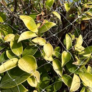 LINSOCLE Filet Anti - Oiseaux 5m x 5m - Protection Balcon, Jardin, Arbres Fruitiers - &Eacute;loigne Pigeons, Convient Poulailler & Voli&egrave;re - R&eacute;sistant (Xinkongsky, neuf)