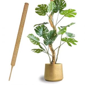 JJHXM 1 Pi&egrave;ces 70cm*4CM tuteur Plante grimpante,tuteur Plante Interieur,tuteur Plante,Tuteurs pour Plantes,pour Plantes de Jardin Int&eacute;rieur et Pots (Huiwencangliubvp, neuf)
