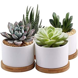 7WUNDERBAR Pots succulents en c&eacute;ramique planteur de cactus petite jardini&egrave;re 8cm mini pot de fleur pot avec soucoupe en bambou rond blanc lot de 4 (plante non incluse) (HuanY, neuf)