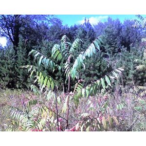 vegherb Vinaigrier Sumac vinaigrier 6-12 « » Seedling (XLENTT, neuf)