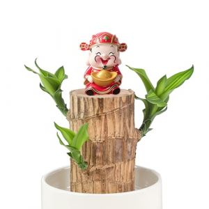 Plante en pot en bois chanceux br&eacute;silien - Mini arbre de la fortune avec plateau en plastique,d&eacute;coration d'int&eacute;rieur de bureau,plante en pot hydroponique (Dieu de la fortune, 1) (husbandry treasure, neuf)