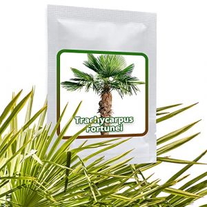 10 Graines de palmier de Chine - Trachycarpus fortunei (Magic-of-Nature, neuf)
