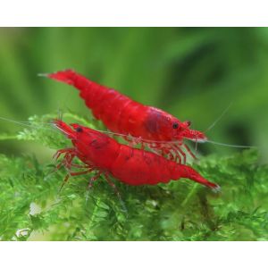 G&eacute;n&eacute;rique Crevette Rouge Lot de 10 Crevettes Red Sakura Crevette d'Aquarium Neocaridina (Koquatic, neuf)