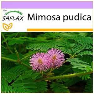SAFLAX - Mimosa pudique - 70 graines - Mimosa pudica (SAFLAX, neuf)