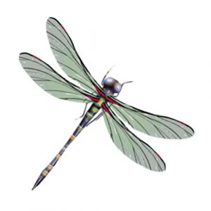 Autocollants tatouages, Tatouages ​​temporaires, 3 feuilles d'autocollants de tatouage temporaire libellule color&eacute;e, petit motif, &eacute;paule, bras, cheville, faux r&eacute;aliste, vert (ZXHGS, neuf)