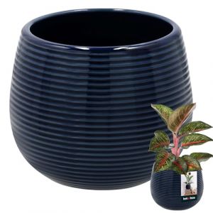 KOTARBAU® Pot De Fleurs Rond Bleu Cobalt avec ⌀ 12 Cm en Céramique Émaillée|Pot en Céramique Bleu Cobal|Cache-Fleur en Céramique Émaillée Cannelée|Pot De Fleurs avec Finition Brillante (KOTARBAU, neuf)