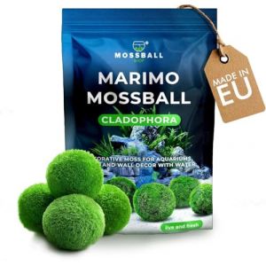 Marimo Boules de Mousse Naturelles &ndash; Cladophora vivantes pour Aquarium, Vase, D&eacute;coration Zen, Terrarium &ndash; Lot de 21 Boules Vertes &ndash; Plantes Aquatiques Japonaises (Mossball.shop, neuf)
