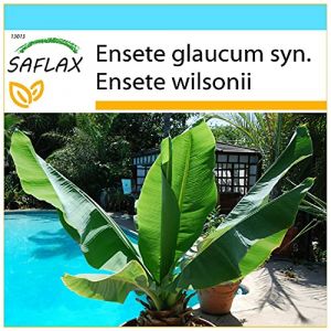 SAFLAX - Kit cadeau - Bananier des neiges - 10 graines - Ensete glaucum syn. Ensete wilsonii (SAFLAX, neuf)
