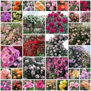 ZTZHYZR 100pcs Graines De Roses, Rosier Grimpant De Couleurs Mélangées, Croissance Rapide, Peuvent Fleurir en Toutes Saisons, Plantes Semences pour Le Jardin, Adaptées Jardin, Treillis Et Clôtures (WHHYY-SHOP, neuf)