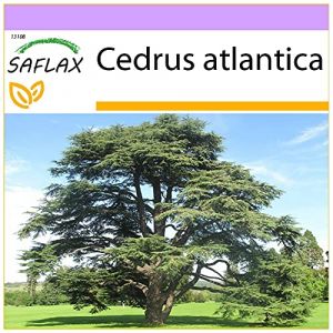SAFLAX - Cèdre de l'Atlas - 20 graines - Cedrus atlantica (SAFLAX, neuf)