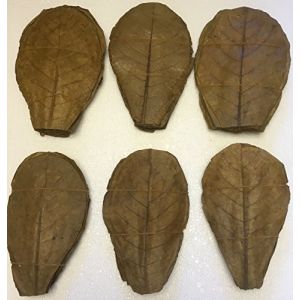 Lot de 100 feuilles de catappa/amande indienne Nat&uuml;rlicher Wasseraufbereiter f&uuml;r gesunde Fische und Garnelen (catappa-leaves, neuf)