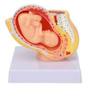 Verdant Touch Modèle de bassin féminin de grossesse, modèle de bassin anatomique pour femme enceinte, amovible 9 mois, bébé fœtus, grossesse pelvienne féminine, aide pédagogique anatomique (Blantye, neuf)