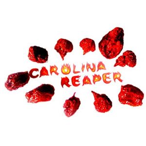 Amazseb Carolina Reaper Piment Entier Séché Sec - Piments Le Plus Fort Du Monde, 10 Unité (Lot De 1) (amazseb, neuf)