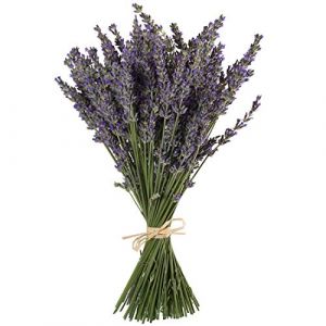 TooGet Faisceaux De Lavande Naturels, Fraîchement Récoltés 200 Tiges Séchées Lavande Bouquet 40 - 45cm, Fleurs Décoratives Bouquet pour La Décoration Intérieure, Artisanat, Mariage ou Toute Occasion (TooGet, neuf)
