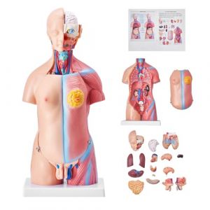 VEVOR Torse Humain Mod&egrave;le 45 cm Organes Internes M&eacute;dicaux Mod&egrave;le Humain de Corps D'Anatomie en PVC pour Comprendre la Structure Physiologique du Corps (VEVOR Direct Store FR, neuf)
