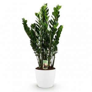 Green boutiQ - Plante d'int&eacute;rieur - Zamioculcas - Zamioculcas Zamiifolia - Vert - Peu d'entretien - 1 Plante - avec Pot Blanc - Pot 21cm - Hauteur 80-90cm (Green boutiQ, neuf)