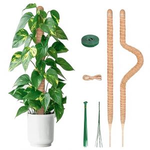YAUNGEL Tuteur Plante, 2 Pi&egrave;ces 80CM Support Plante Grimpante Tuteur Coco pour Plante Monstera Maison Jardin avec Twist 20 Meter pour Soutenir Les Plantes (Greencao, neuf)