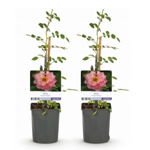GreenboutiQ - Rosier grimpant - Rosa Salmon Queen - Fleurs rose clair - Peu d'entretien - 2 plants - Pot 11cm Hauteur 40cm (Green boutiQ, neuf)