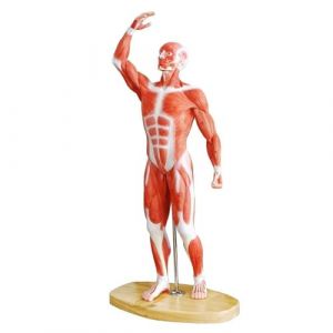 EVOTECH SCIENTIFIC Un modèle de squelette humain 1/4 grandeur de 21 pouces de haut pour l'anatomie, y compris le crâne, la colonne vertébrale, les os, les mains articulaires et les pieds (HongAnn, neuf)