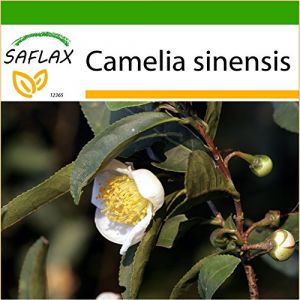 SAFLAX - Th&eacute;ier - 6 graines - Avec substrat - Camelia sinensis (SAFLAX, neuf)