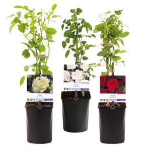 GreenboutiQ - Rosier grimpant - Rosa Tricolour - Fleurs Rose Blanc Rouge - Peu d'entretien - 3 plantes - Pot 11cm Hauteur 40cm (Green boutiQ, neuf)