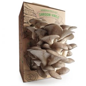 Kit de culture de champignons | champignons frais à tout moment | Cultiver des pleurotes sans connaissance préalable | Arôme parfait des champignons nobles | Guide de culture facile à comprendre (Varch24, neuf)