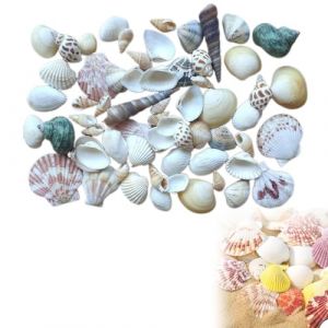 Coquillages de Plage,Coquillages Mixte,Océan Plage Coquillages,Coquille de Conque Naturelle,Coquillages Déco,Coquillage Sable Decoratif Convient,Coquillages Naturels,Naturel Gros Coquillage (Deppr, neuf)