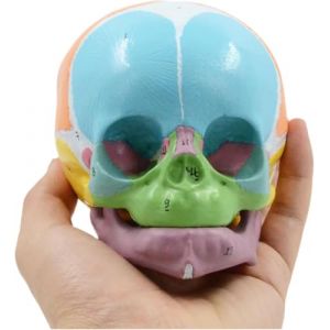 Tête de bébé anatomique - Crâne grandeur nature pour l'enseignement et l'apprentissage éducatifs (malilidianpu, neuf)