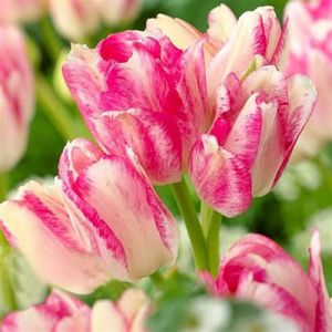 100 Pièces Graines de Tulipe, Graine de Fleurs Tulipes Vivaces, Graines de Fleurs à Semer, Semences de Tulipes pour Jardin et Balcon, Facile à Cultiver, Croissance Rapide, Rendement Élevée (Rose) (Surempi, neuf)