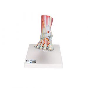 3B Scientific M34/1 Mod&egrave;le de squelette du pied avec ligaments et muscles + Application anatomie gratuite - 3B Smart Anatomy (Ersatzteil-Check, neuf)