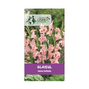 5 bulbes Le Gla&iuml;eul Nathalie Nanus (nain) - coloris rose/blanche/cr&egrave;me (Plan&egrave;te Graines, neuf)