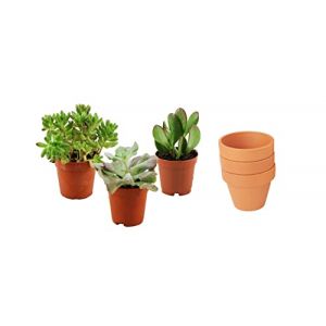 ZynesFlora Succulentes Naturelles en pot de fleurs terre cuite &Oslash; 8.1 cm - Lot de 3 - Hauteur: 5-10 cm - M&eacute;lange de Succulentes Petite Vari&eacute;t&eacute;s Diverses Plantes Grasses d'Int&eacute;rieur (Green boutiQ, neuf)