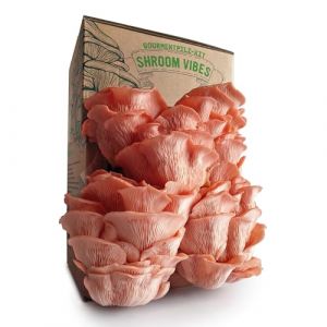 Kit Bio pour la Culture de Champignons | Set de Culture de Champignons | 100% Biologique | Sans OGM | Culture Toute l’Année | Champignons d’Intérieur | Pulvérisation Quotidienne (Varch24, neuf)