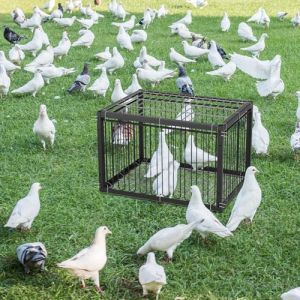 MUALROUS 43CM Piège à Pigeons avec Conception à l’Épreuve De l’Évasion Pigeon Dove Piège à Oiseaux Cage Pliant Entrée à Sens Unique Patio Extérieur Jardin Piège sans Cruauté pour Moineau Souris Lapin (Menglian shangmao, neuf)
