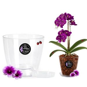 LiveLaif - Pot d'orchid&eacute;e transparent rond ovale &Oslash;14,5 cm + soucoupe | Pot transparent orchid&eacute;e | Trous de drainage, effet verre | Cache-pot | Fabriqu&eacute; en Espagne, taille au choix (1, &Oslash;14 cm) (LiveLaif, neuf)