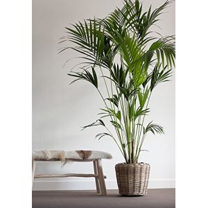 Panier à plantes rond en rotin – Gris beige – Panier en osier avec insert pour extérieur/extérieur – Panier de jardin en osier – Cache-pot pour jardin/pot de fleurs (diamètre 35 cm, hauteur 30 cm) (Brick Takeover GmbH, neuf)