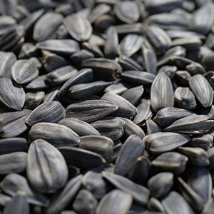 Graines de tournesol noires 25 kg - Nourriture pour oiseaux d'hiver (Boni-Shop GmbH, neuf)