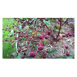 Pcs - 10x Hibiscus Sabdariffa Jericho Rose Arbuste Jardin Plantes - Graines ID116 - Seeds & Plants Shop by Ipsa (Seeds & Plants Shop by Ipsa, neuf)