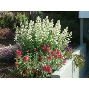 Val&eacute;riane blanche, Centranthus ruber 'Albus' 30 - plante vivace (AMB Trading, neuf)
