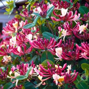 GardenersDream Lonicera Belgica Select - Chèvrefeuille Parfumé Résistant au Froid - Plante Grimpante Rose Résistante au Froid - Plante Extérieur au Parfum Intense (Gardener's Dream Ltd, neuf)