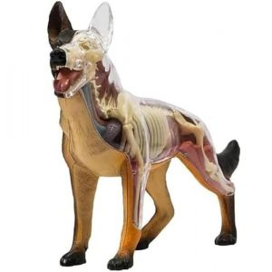 Modèle d'anatomie de chien 4D Vision, modèle d'anatomie de squelette de chien loup, 29 pièces d'organes détachables pour l'enseignement et la démonstration des animaux (HUYTREDG, neuf)