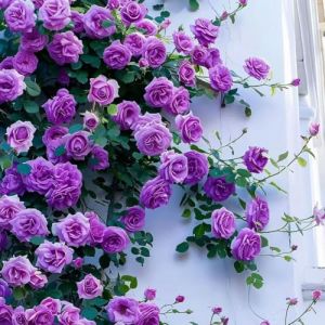 Lot de 1000 graines de rose grimpante de vigne, graines de rose grimpante pour la plantation en plein air clôtures de jardin, pergolas et treillis, vigne longue floraison (G) (YangchunY, neuf)