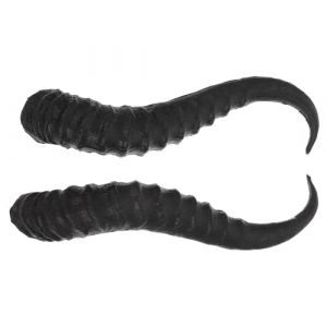 COLLBATH Serrage-T&ecirc;te DIY Cornes de Mouton en Plastique Paire de Cornes Artificielles Couleur Naturelle Accessoires Cosplay pour D&eacute;guisement Halloween et F&ecirc;te D&eacute;coration L&eacute;g&egrave;re et (Murdoffi, neuf)