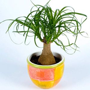 Beaucarnea Recurvata 40-50 cm en Pot Plante d'int&eacute;rieur Vigoureuse pour la Maison ou le Bureau (Gardener's Dream Ltd, neuf)