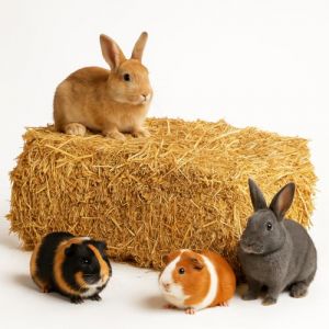 15 kg de balles de paille de bl&eacute; de qualit&eacute; sup&eacute;rieure - Paille s&egrave;che et fra&icirc;che non pulv&eacute;ris&eacute;e - R&eacute;colte actuelle naturelle pour lapins, cochons d'Inde, lapins - D&eacute;coration de nourriture directement (Palatina Werkstatt Shop, neuf)