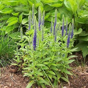 Lot de 50 graines de Véronique en épis bleu - plantes vivaces (Planète Graines, neuf)